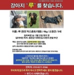 故 샤이니 종현 반려견 ‘루’  실종, 친누나 “관심 갖고 봐달라”.. 태연도 동참