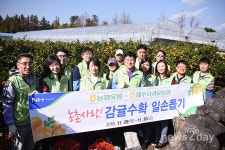 [뉴투포토] 농협유통 임직원, 감귤수확철 맞아 서귀포시 감귤농사서 일손 도와