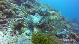 [최환종의 스쿠버 다이빙](13) 보홀 다이빙① 그 많은 수중생물은 어디서 왔을까