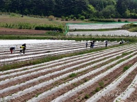 영양군, 영양읍 이상저온 피해 농가 일손 돕기 나서