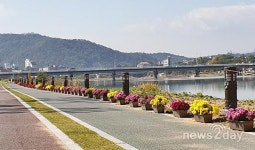 영천시, 금호강둔치 산책로 일대 국화 화분 300개 조성 완료