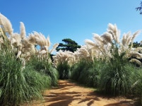 [이번주 워라밸] ‘인생샷’ 건지기 좋은 핑크뮬리·팜파스·억새 명소 BEST 5