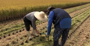 [JOB현장에선] 월급받는 농민이 늘어난다, 최대 월급 200만원
