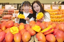 [뉴투포토] 롯데마트 “대만산 애플망고 맛보세요~”