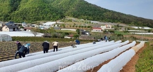 영양군, 일월면 도계리 2농가 찾아 농촌일손돕기 구슬땀