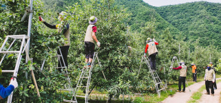 청송군, 주왕산국립공원 과수농가 일손돕기 봉사활동