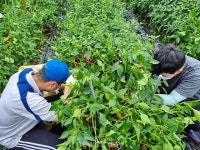 영양군, 일월면 고추농가 일손돕기…“농가 도움에 보람”