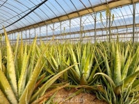 [심층기획 : 김정문알로에 ESG경영 (상)] 제주 재배농가 가보니…물과 알로에 껍질로만 키워요