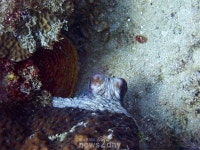 [최환종의 스쿠버 다이빙 시즌 2] (41) 필리핀, 아닐라오 3-11, “문어와 Garden eel”