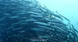 [최환종의 스쿠버 다이빙 시즌 2] (42) 필리핀, 아닐라오 3-12, 바다의 무법자 바라쿠다(Barracuda) 무리를 만나다