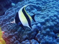 [최환종의 스쿠버 다이빙 시즌 3] 태국 시밀란 리브어보드 (3), ‘물 반 고기 반’?...“물 10, 고기떼 90”