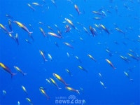 [최환종의 스쿠버 다이빙 시즌 3] 태국 시밀란 리브어보드 (5), 큰 바위들이 많은 묵직한 분위기의 Shark fin reef 포인트