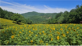[김찬희의 방방곡곡 이야기 (7)] 산소 도시 태백으로 떠나는 특별한 여름 여행 고원에서 만나는 시원한 바람, 꽃, 물, 그리고 쉼
