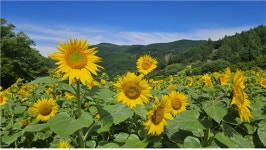 [김찬희의 방방곡곡 이야기 (7)] 산소 도시 태백으로 떠나는 특별한 여름 여행 고원에서 만나는 시원한 바람, 꽃, 물, 그리고 쉼