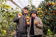 쿠팡, 제주 만감류 20톤 매입…‘제주 농가 상생 기획전’ 실시