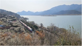 [김찬희의 방방곡곡 이야기 (38)] 낙동강변 원동 순매원에 봄이 오는 소리