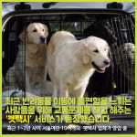 [카드뉴스] 법과 현실 사이... 반려동물 전용 펫택시(Pet Taxi) 논란