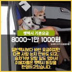 [카드뉴스] 법과 현실 사이... 반려동물 전용 펫택시(Pet Taxi) 논란