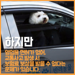[카드뉴스] 법과 현실 사이... 반려동물 전용 펫택시(Pet Taxi) 논란