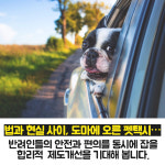 [카드뉴스] 법과 현실 사이... 반려동물 전용 펫택시(Pet Taxi) 논란