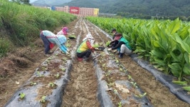 산청군새마을회, 사랑의 배추심기 실시
