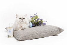 펫 제품 개발... 사람과 반려동물 배려가 먼저