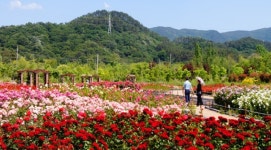 부산 해운대수목원, 장미 활짝 허브길 인기