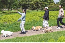 반려동물 인구 천만시대, 패션 업계도 펫미족 정조준