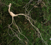 산양삼, 인삼보다 면역증진 효과 높아