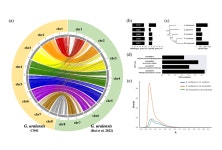 농진청, 유전체 해독으로 감초 품종 진화 실체 밝혀