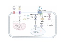 “비소세포폐암 정밀진단 및 맞춤형 치료전략에 새로운 단서 제공”