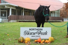 말(馬) 테마파크 ‘노던홀스파크’를 다녀오다