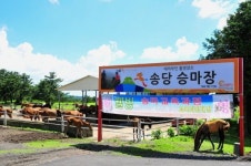 [말(馬) 기자의 일상 단골 – 제주 편8] 제주 승마 체험은 안전한 요기요!