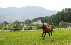 [제2차 종합계획 톺아보기4] 말산업 수요 창출 근간은 역시 말(馬)