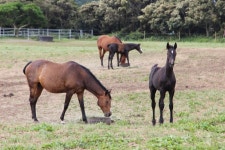 제주 말산업 선구 ‘성이시돌 목장’ 설립 맥그린치 신부 선종