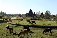 [미얀마 기행 3] 탑의 세상 므락우(Mrauk-U)