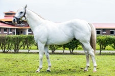 우수 혈통마 한센, 올해 씨수말 2위 올라