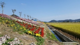 국화 향이 가득한 소이면으로 오세요
