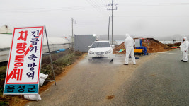 수 백억 예산절감…오리사육 휴지기제 통했다