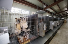 냉동고에 유기견을 넣은 이유는?…치료인가, 학대인가 