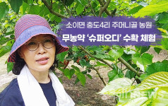 이슬 머금은 슈퍼오디…공해없는 청정소이 제철 열매 일품