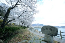 벚꽃·복사꽃·매화꽃 가득… 영천으로 `花사한 봄꽃여행` 떠나요