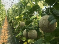 토마토 후작재배 `포항 멜론` 여름철 농가 고소득 창출 기대