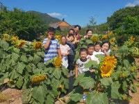 상주 화북초， 용화분교에 활짝핀 `해바라기와 아이들의 웃음꽃`