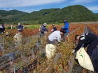 영양 청기면， 일손부족 고추농가 돕기 `구슬땀`