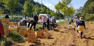 상주 화서면， 사랑의 고구마 수확… 경로당 등에 전달