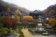 황금빛 은행나무와 붉게 물든 단풍의 향연… 영주 부석사의 가을절경, 인생샷 남기세요