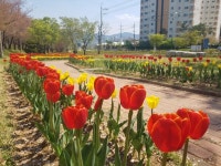 상주 북천, `봄꽃의 여왕` 튤립 활짝