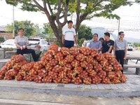 고령군 운수면, 과잉생산된 `운수양파 팔아주기 운동`추진