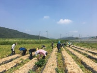 고령군청 환경과-우곡면, 농촌일손돕기 구슬땀